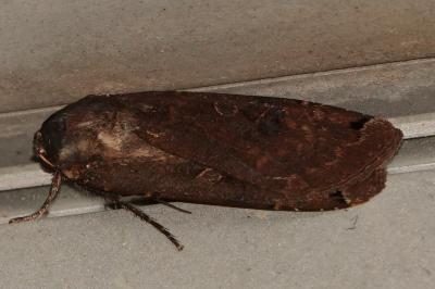<i>Noctua pronuba</i>