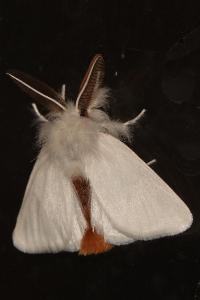 <i>Euproctis chrysorrhoea</i>