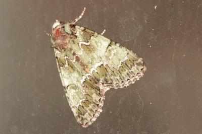 <i>Polyphaenis sericata</i>