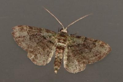 <i>Pasiphila rectangulata</i>