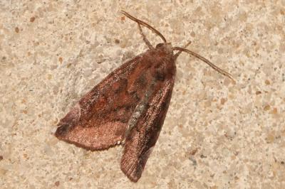 <i>Cosmia pyralina</i>