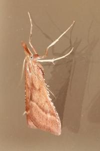 <i>Synaphe punctalis</i>