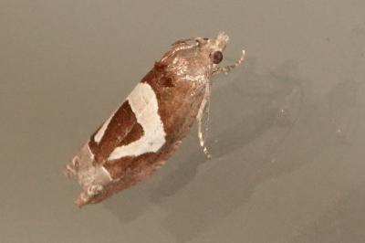 Epiblema foenella