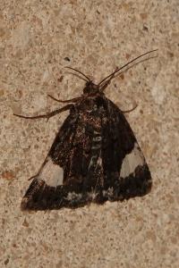 <i>Tyta luctuosa</i>