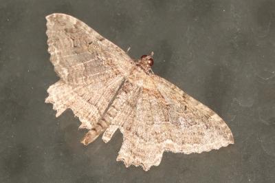 <i>Philereme transversata</i>