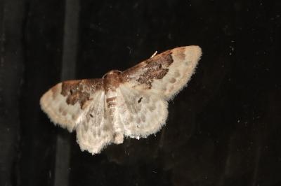 <i>Idaea rusticata</i>