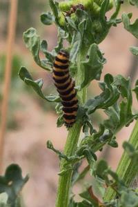 <i>Tyria jacobaeae</i>