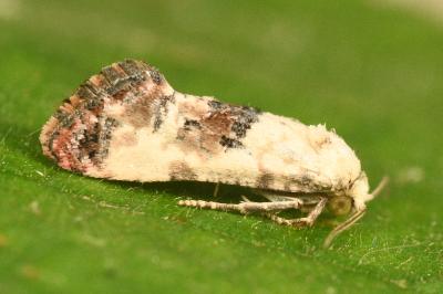 <i>Cochylis hybridella</i>
