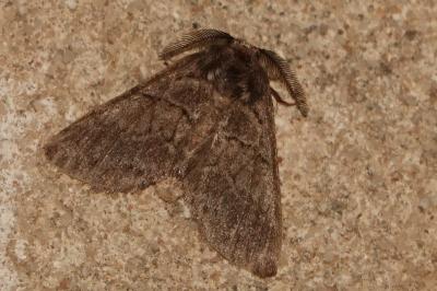 Gluphisia crenata