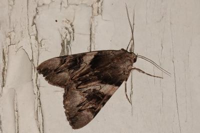 <i>Catocala fulminea</i>