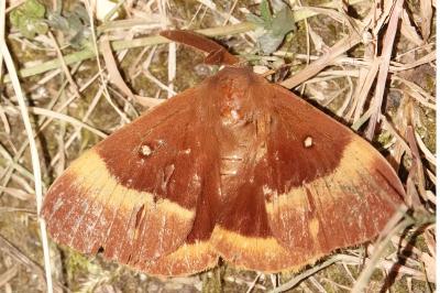 <i>Lasiocampa quercus</i>