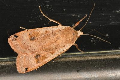 Noctua pronuba