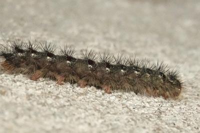 <i>Lymantria dispar</i>