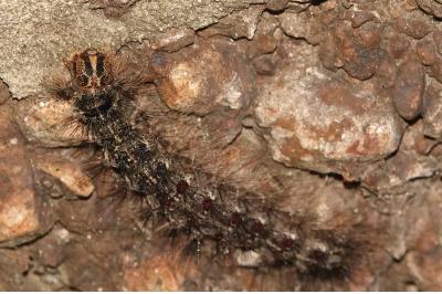 <i>Lymantria dispar</i>