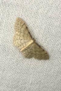 <i>Idaea fuscovenosa</i>