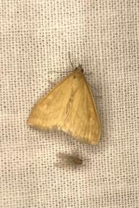 <i>Ostrinia nubilalis</i>