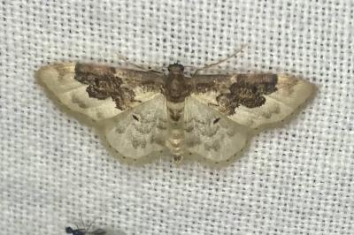 <i>Idaea rusticata</i>