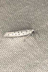 <i>Yponomeuta padella</i>