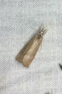 <i>Calamotropha paludella</i>