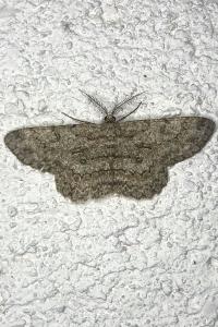 <i>Hypomecis punctinalis</i>