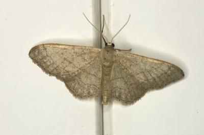 <i>Idaea aversata</i>