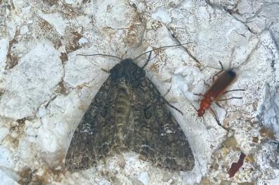 Mamestra brassicae