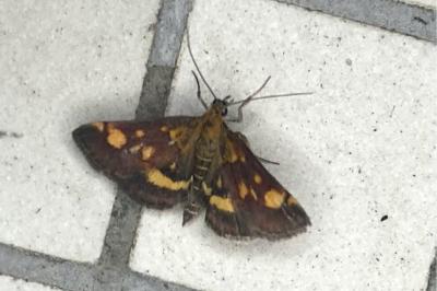 <i>Pyrausta aurata</i>