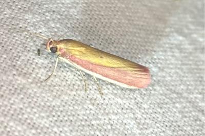 <i>Oncocera semirubella</i>