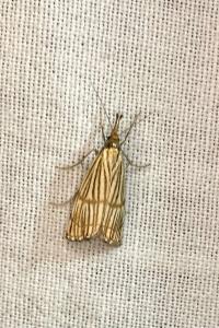 <i>Chrysocrambus linetella</i>