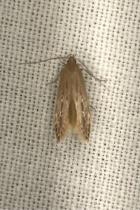 <i>Limnaecia phragmitella</i>