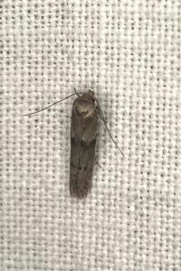 <i>Blastobasis phycidella</i>