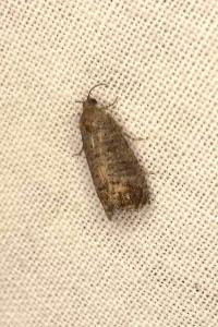 <i>Cydia pomonella</i>