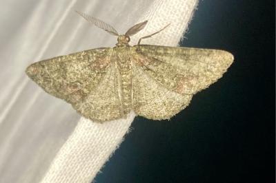 <i>Cleorodes lichenaria</i>
