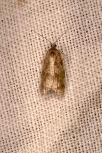 <i>Cnephasia incertana</i>