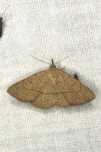 <i>Paracolax tristalis</i>