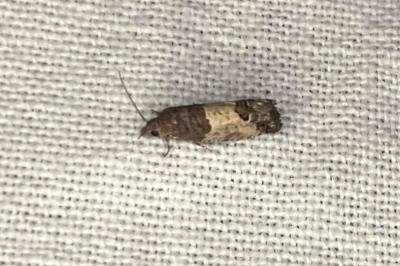 <i>Notocelia cynosbatella</i>