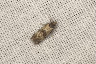 <i>Cochylis molliculana</i>