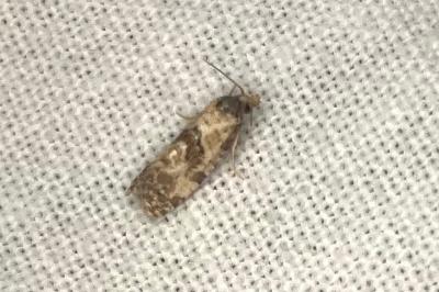 <i>Cochylis molliculana</i>