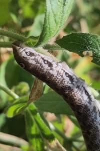 <i>Proserpinus proserpina</i>