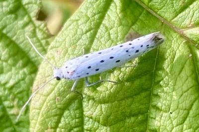 <i>Yponomeuta padella</i>