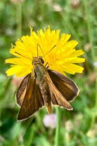 <i>Thymelicus acteon</i>