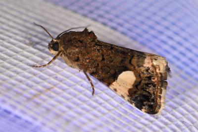 <i>Tyta luctuosa</i>