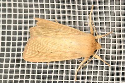 <i>Mythimna pallens</i>
