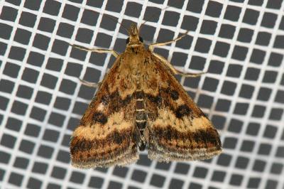 <i>Pyrausta despicata</i>