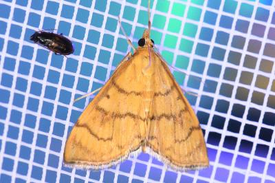 <i>Anania verbascalis</i>