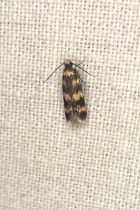 <i>Oegoconia</i>