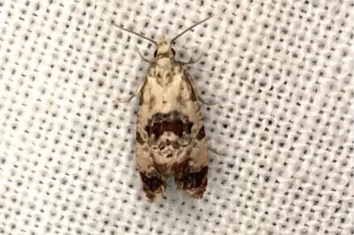 Cochylis hybridella