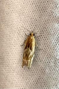 <i>Eucosma</i>