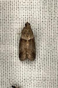 <i>Acrobasis consociella</i>