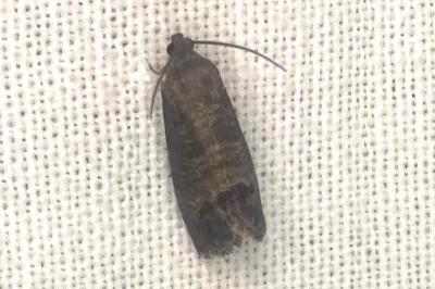 <i>Cydia pomonella</i>